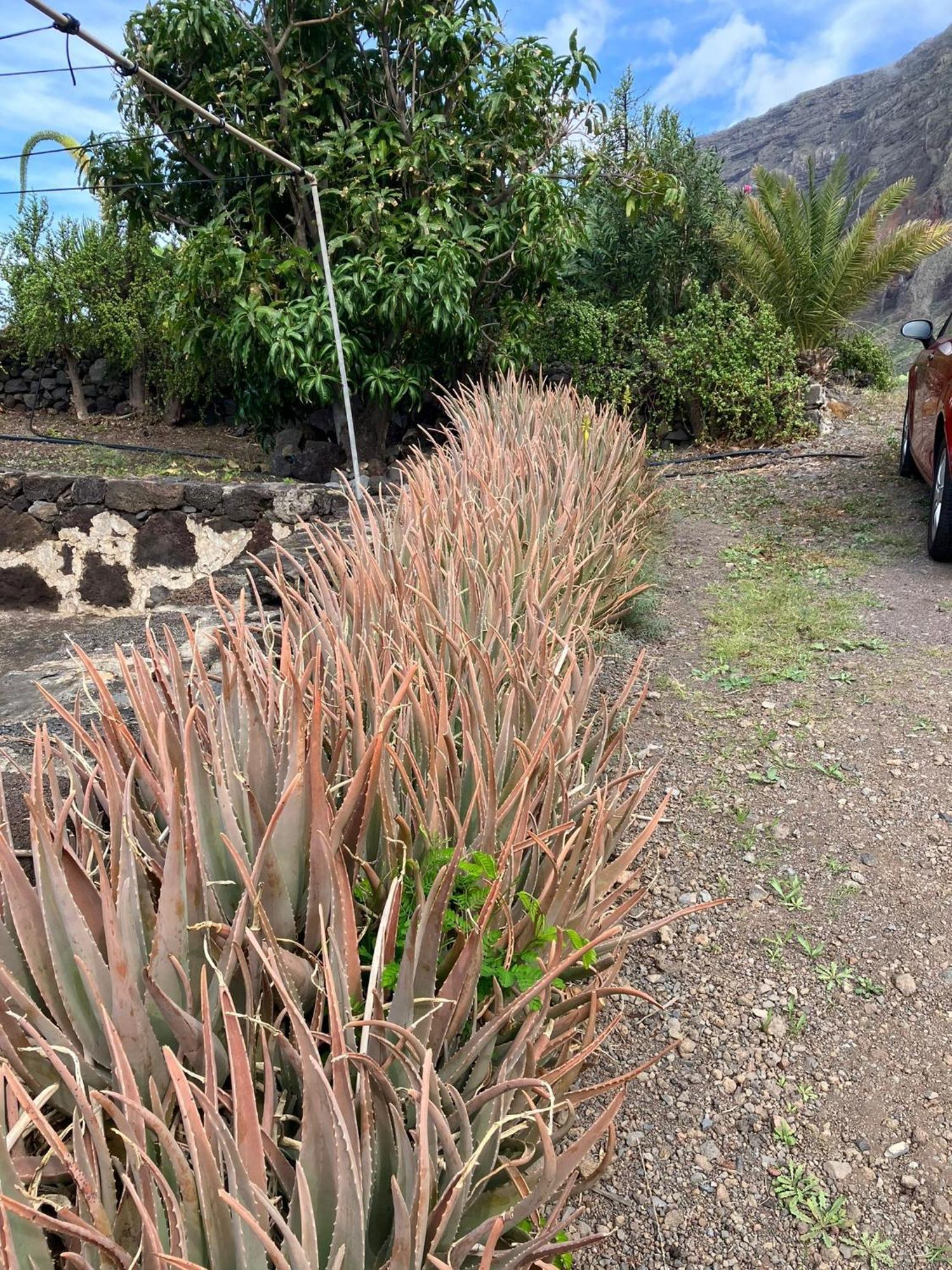 Casa Nela. Rural Y Acogedora En Las Puntas El Hierro Frontera Exteriör bild